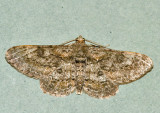 Cleora repulsaria
