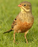 Ortolan Bunting - NOT taken in HK