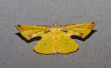 Corymica arnearia