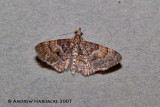 Casuariclystis latifascia