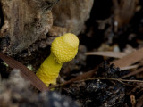 Leucocoprinus sp.