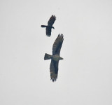 Bonellis eagle and crow