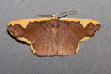 Plutodes costatus