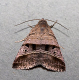 Orzarba punctigera