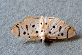 Pycnarmon radiata