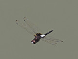 Pied skimmer