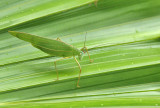 Long-horned grasshopper