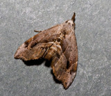Goniophila hampsoni