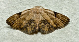 Catoblemma semialba
