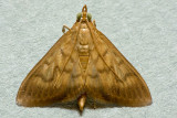 Crypsiptya coclesalis