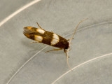Stathmopoda sp. nr. isoleuca