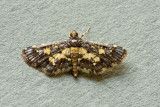 Eurrhyparodes accessalis