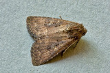Condica illecta