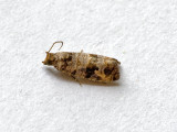 Tortrix.jpg