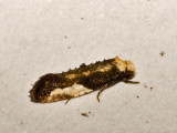 micro2-040807.jpg