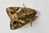 Spodoptera mauritia