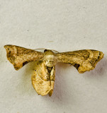 Phazaca theclata