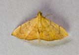 Hyalobathra sp. nr. auratalis