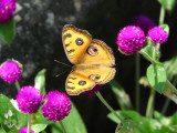 Peacock pansy