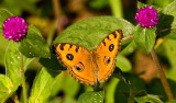Peacock pansy
