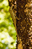 Calotes versicolor