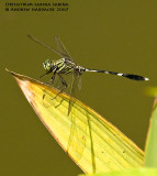 Orthetrum sabina sabina