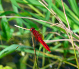 Crocothemis servilia servilia