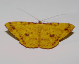 Eumelea  sp. possibly ludovicata