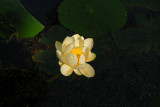 Lotus Flower