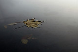 Lone Floater v1