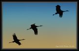 Sandhill Cranes in Flight.JPG