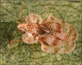 Sycamore Lace bug (Hemiptera Tingidae)