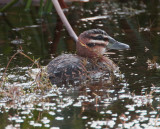 Masked Duck