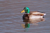 A male Mallard on Burnaby Lake, British Columbia