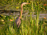 Great Blue Heron at Burnaby Lake