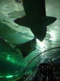 The Shark Tank in the Aquarium