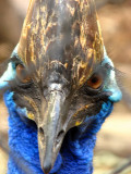 Southern Cassowary, Queensland