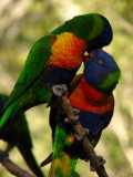 Rainbow Lorikeets