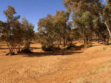 The Todd River, Alice Springs