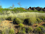 The Bungle Bungles