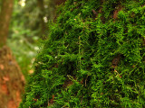 Moss in the Rain Forest