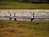 Maggpie Geese, Northren Australia