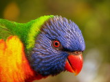 Hello, Im a Rainbow Lorikeet