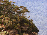 A Eucalytus forest in the Blue Mountains