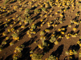 Purnululu National Park from the helicopter