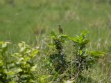 Eastern Meadowlark - Witkaakweidespreeuw