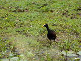 Northern Jacana - Leljacana