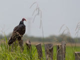 Turkey Vulture - Kalkoengier