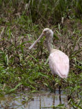 Roseate Spoonbill - Roze Lepelaar