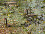 Black-bellied Whistling Duck -Zwartbuikfluiteend